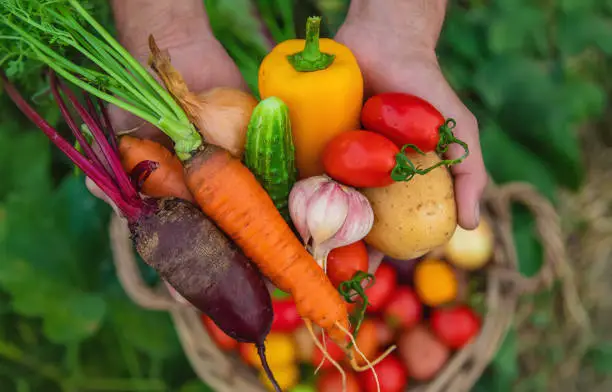 Summer season vegetables in Pakistan fresh organic sabzi